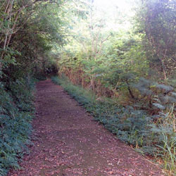 Pathway to the Beach