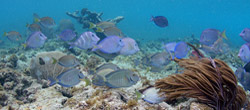 Snorkeling in the Reef